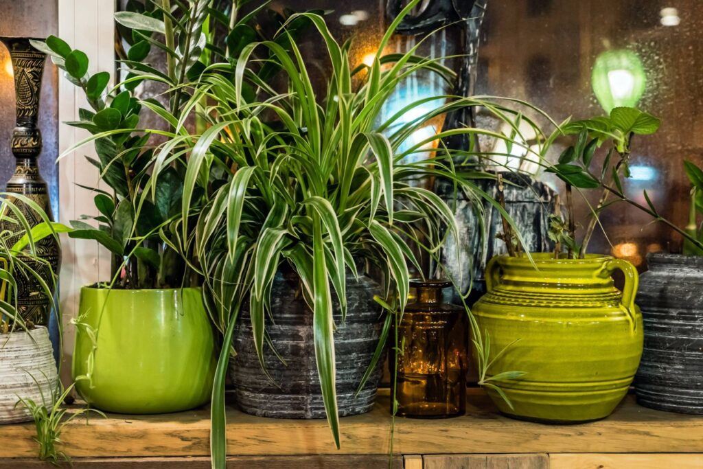 5 Must Have Air Purifying Plants Plant's Casa