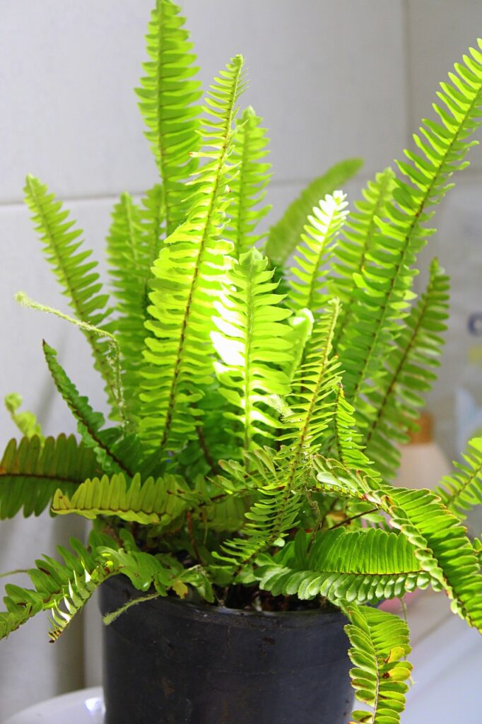 Origin and History: Boston Fern - Plant's Casa